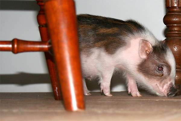 Поросенок мини-пига (карликовой свинки), фото фотография картинка