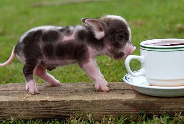 Поросенок мини-пига, фото фотография картинка свиньи