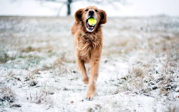 Золотистый ретривер с желтым мячиком в зубах бежит навстречу, фото фотография собаки
