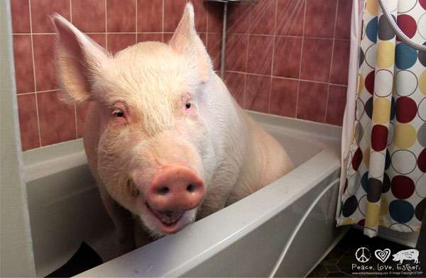 Свинья моется в ванне, фото фотография