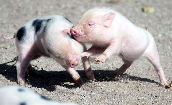 Играющие мини-пиги (карликовые свиньи), фото фотография картинка