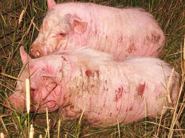Свиньи, зараженные блохами, фото фотография