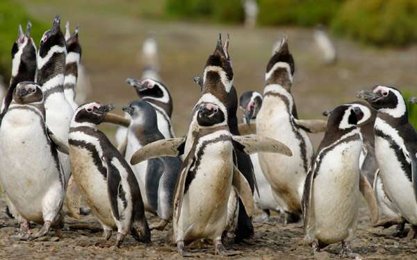 Магелланов пингвин (Spheniscus magellanicus), фото фотография птицы