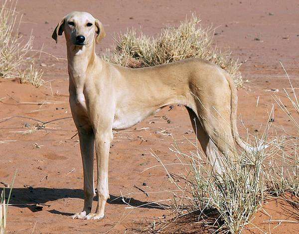 Азавак, молодая сука, фото породы собак фотография