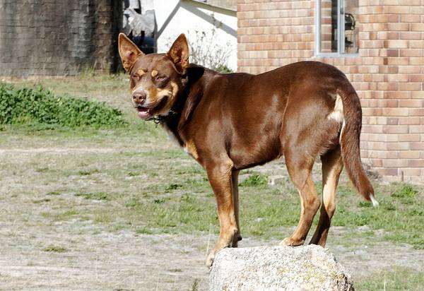 Австралийский келпи, келпи, фото породы собак фотография