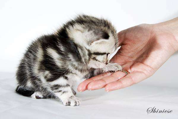 Котенок британской короткошерстной, фото фотография кошки породы кошек