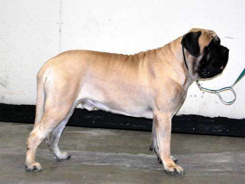 Мастиф, фото породы собак фотография