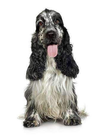 Английский кокер-спаниель, фото породы собак фотография
