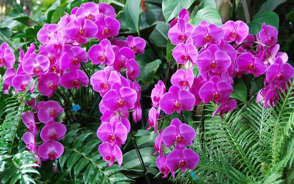 Кусты цветущих орхидей, фото фотография экзотические цветы