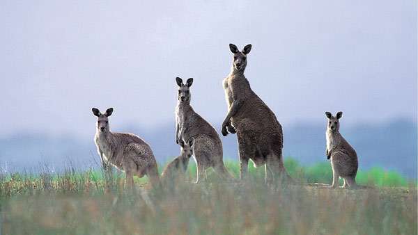 Семейка кенгуру, фото фотография сумчатые животные