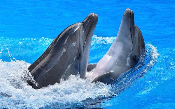 Афалины, дельфины, фото фотография морские животные