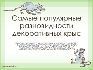 Бесплатно скачать презентацию для школы - Самые популярные породы декоративных крыс