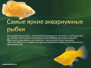 Бесплатно скачать презентацию Самые яркие аквариумные рыбки