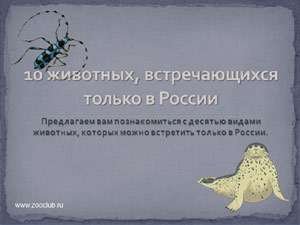 Бесплатная презентация 10 животных встречающихся только в России
