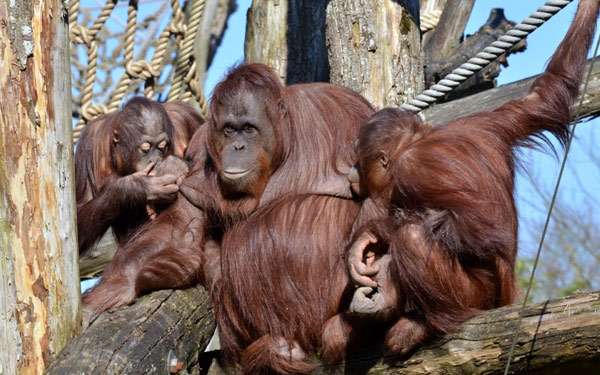 Орангутаны в зоопарке, фото фотография приматы