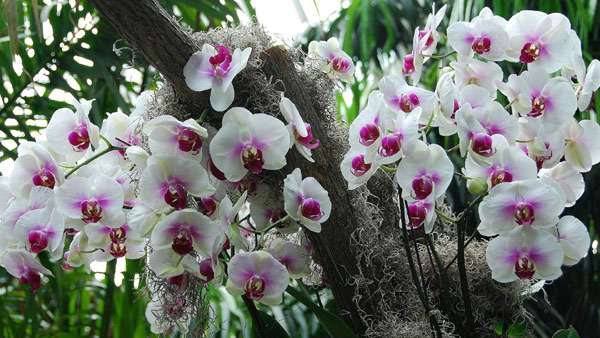 Бело-фиолетовые орхидеи, фото фотография цветы