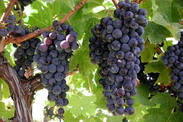 Фото искусственного винограда