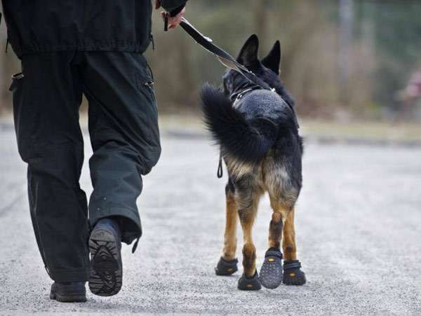 Немецкая овчарка в обуви для собак, фото фотография
