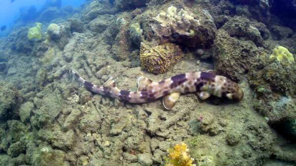Акула Hemiscyllium halmahera, фото фотография рыбы