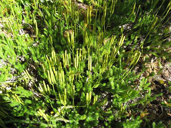 Плаун булавовидный (Lycopodium clavatum), фото фотография растения