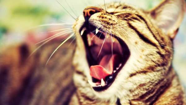 Зевающий кот, фото фотография изображение
