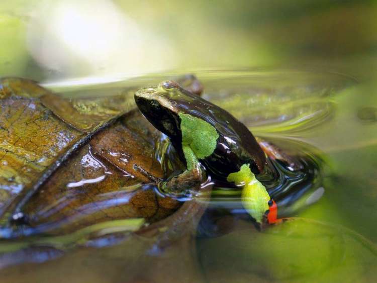 Красивая мантелла (Mantella pulchra), фото фотография картинка лягушки