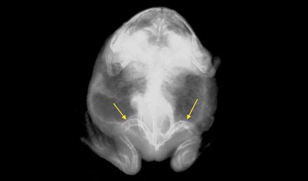 Синдром веретенообразной ноги у амфибий, фото фотография болезни амфибий