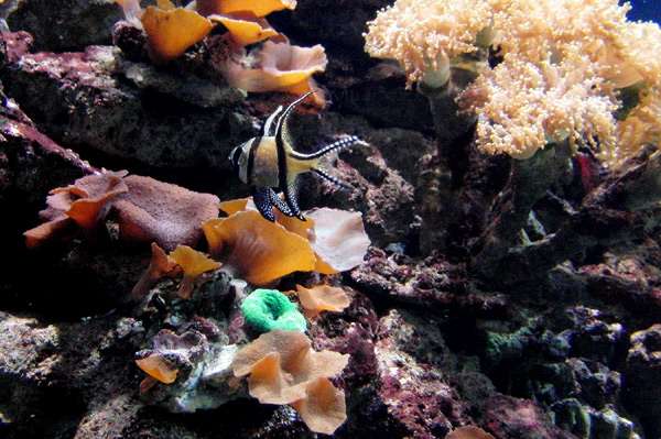 Морской аквариум, рифовый аквариум, фото фотография рыбы
