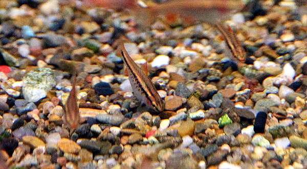 Вишневый барбус, фото фотография рыбы