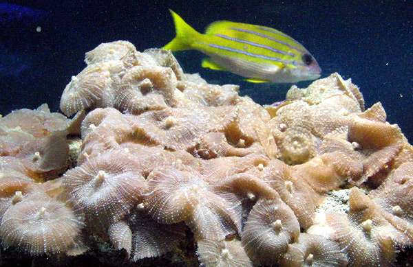 Желтая рыба с синими горизонтальными полосами, фото фотография рыбы
