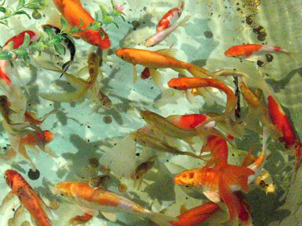 Золотые рыбки и карпы кои, фото фотография аквариумные рыбы