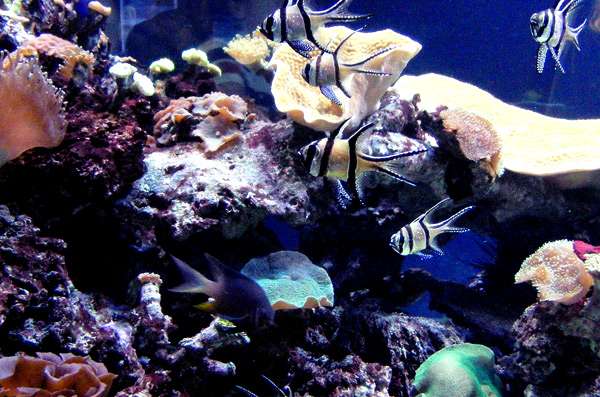 Морской аквариум с рыбами и кораллами, фото фотография рыбки