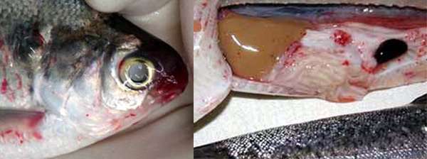 Рыба, больная вирусной геморрагической септицемией, фото фотография болезни рыб