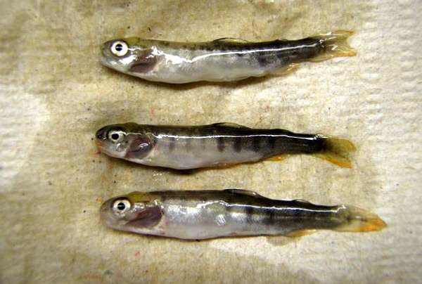 Молодь рыбы, больная инфекционным некрозом гемопоэтической ткани, фото фотография болезни рыб