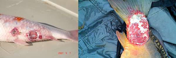 Аэромоноз лососевых рыб, фото фотография болезни рыб