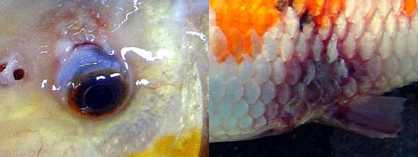Псевдомоноз карпов, фото фотография болезни рыб