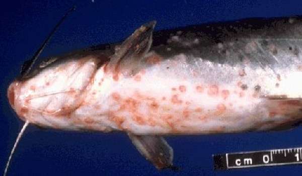 Канальный сом, зараженный вирусной болезнью, фото фотография болезни рыб