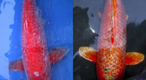 Псевдомоноз толстолобиков, фото фотография болезни рыб