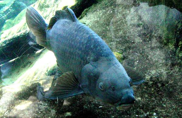 Сазан (карп) в пруду, фото фотография болезни рыб