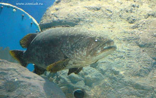 Черный групер, фото фотография болезни рыб