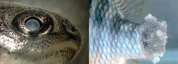 Апиосомоз рыб, фото фотография болезни рыб