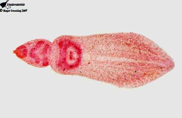 Метацеркария дигенетического сосальщика Posthodiplostomum cuticola, фото фотография паразиты рыб