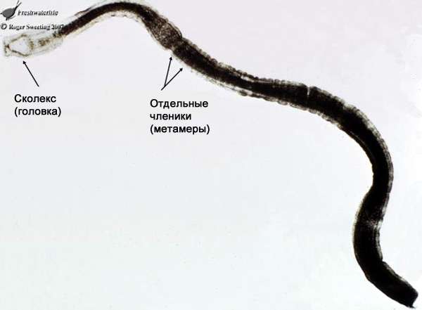 Взрослая особо Triaenophorus nodulosus, фото фотография паразиты рыб