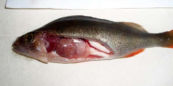 Вирусный инфекционный некроз, фото фотография болезни рыб