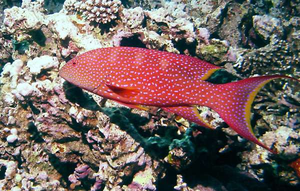 Красная рыба с белыми пятнами, фото фотография интересно о рыбах