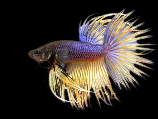 Рыбка петушок (Betta splendens), фото фотография подводный мир