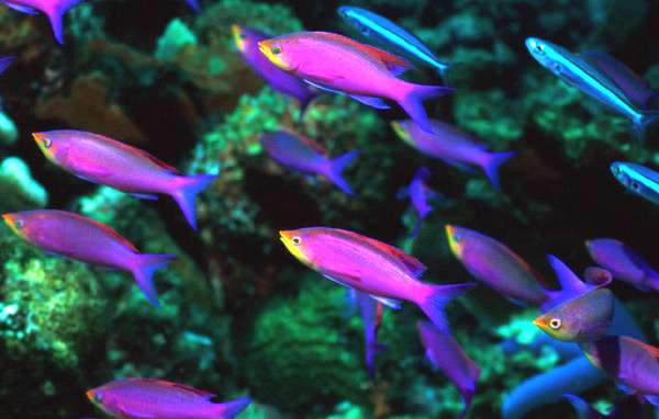 Антиас королевский пурпурный (Pseudanthias tuka), фото фотография подводный мир