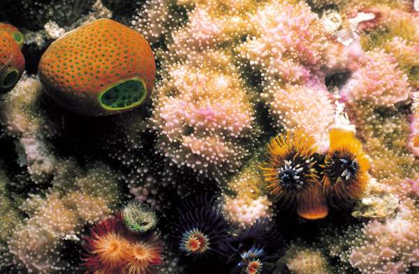 Кораллы, анемоны, полипы, фото фотография подводный мир