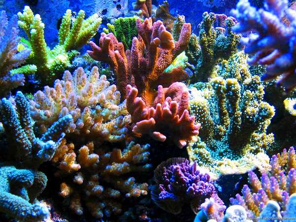 Кораллы, рифовый аквариум, фото фотография подводный мир