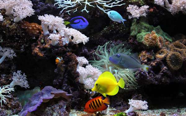 Рифовый аквариум с рыбками, фото фотография подводный мир